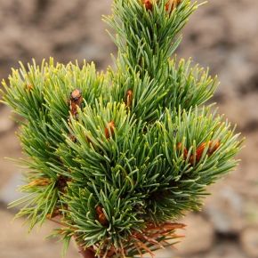Sosna drobnokwiatowa PARVIFLORA