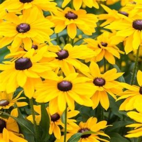Rudbeckia SMILEYZ BIG LUCK