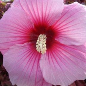 Hibiskus bylinowy SUMMER STORM