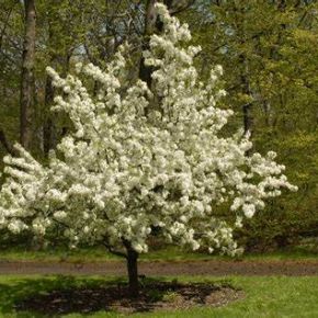 Jabłoń rajska WHITE ANGEL
