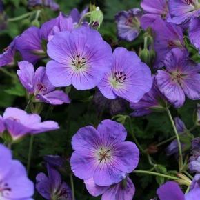 Bodziszek BLOOM ME AWAY