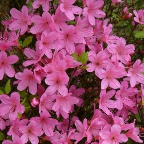 Azalia japońska GEISHA PINK -DUŻA donica