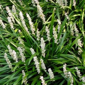 Liriope szafirkowe MONROE WHITE