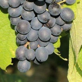 Winogrono KODRYANKA