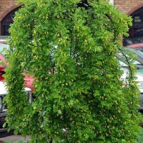 Karagana syberyjska PENDULA  80-90 cm 