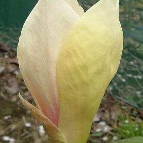 Magnolia YELLOW LANTERN 