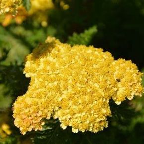 Krwawnik pospolity SKYSAIL YELLOW