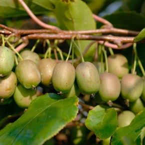 Kiwi Aktinidia ostrolistna VITIKIWI