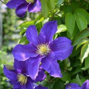 Powojnik- Clematis NEONKA