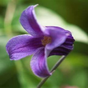 Powojnik- Clematis 
