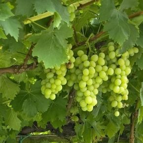 Winogrono BAILET