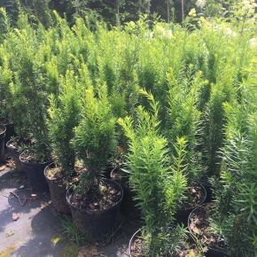 Cis pośredni Hicksii 50-70 cm