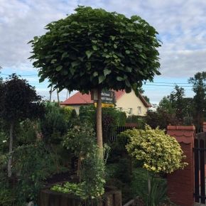 Catalpa kulista NANA 170cm