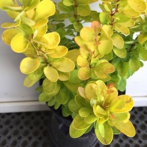 Berberys Thunberga GOLDEN ROCKET 