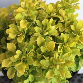 Berberys Thunberga TINY GOLD