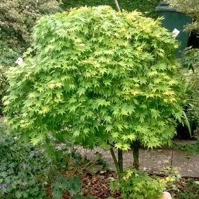Klon palmowy GOING GREEN