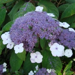 Hortensja kosmata MACROPHYLLA