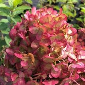  Hortensja bukietowa PETITE CHERRY