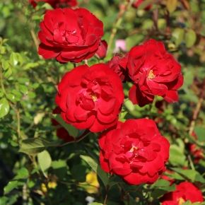 Rosa STORTEBEKER