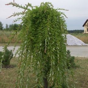 Wierzba integra PENDULA 100-120 cm 