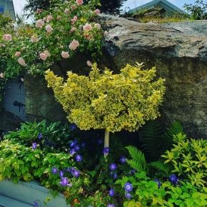 Trzmielina na pniu  EMERALD GOLD 40-50 cm - NISKA 