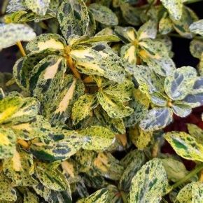 Trzmielina Fortune a GOLDEN HARLEQUIN na PNIU