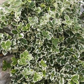Trzmielina Fortune'a 'SILVER QUEEN