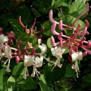 Wiciokrzew pomorski SEROTINA