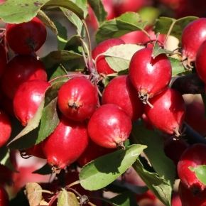 Jabłoń RED OBELSIK