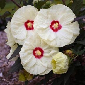 Hibiskus bylinowy FRENCH VANILIA