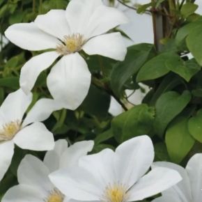 Powojnik- Clematis  SWEET MORNING -NOWOŚĆ
