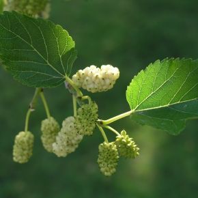 Morwa biała ELDORADO
