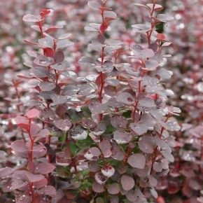 Berberis thunbergii CHOCOLATE SUMMER