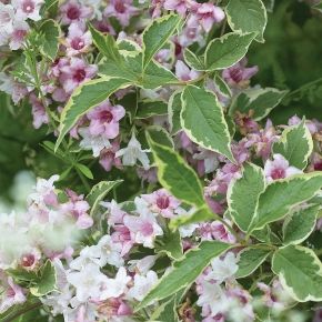 Krzewuszka NANA VARIEGATA