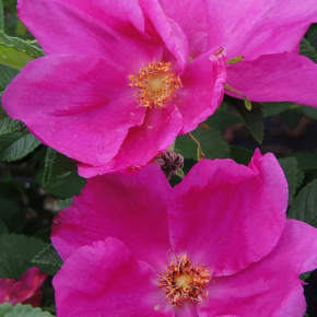 Róża pomarszczona  ANGELIA PINK