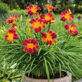Liliowiec EVERYDAYLILY RED