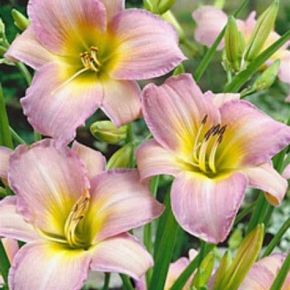 Liliowiec CATHERINE WOODBURY