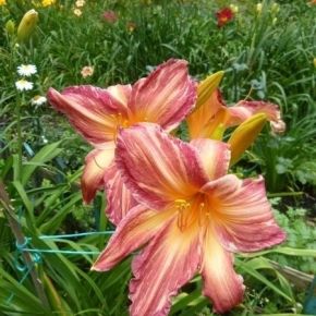 Liliowiec PINK STRIPES