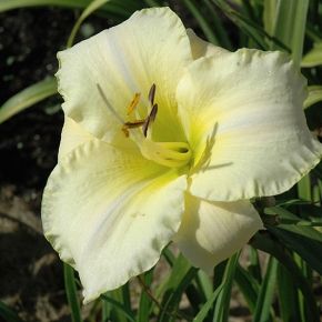 Liliowiec ogrodowy ARCTIC SNOW