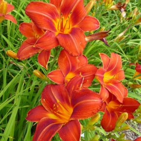 Liliowiec  'MOSES FIRE'