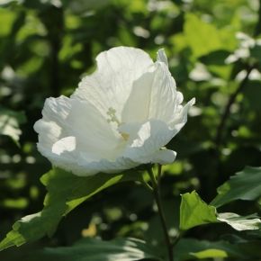 Hibiskus kolumnowy FLOWER TOWER WHITE