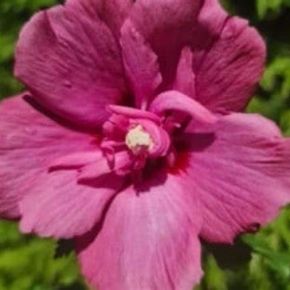 Hibiskus kolumnowy FLOWER TOWER RUBY