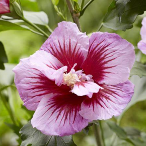 Hibiskus kolumnowy FLOWER TOWER PURPLE