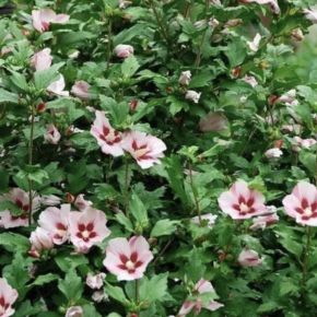 Hibiskus ketmia syryjska HAMABO