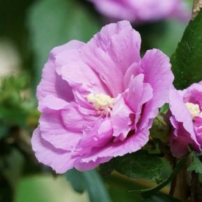 Hibiskus ketmia syryjska ARDENS