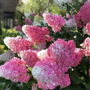 Hortensja bukietowa LIVING PINK & ROSE