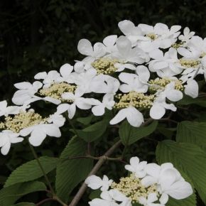 Kalina japońska MARIESII GREAT STAR