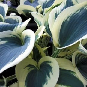 Funkia BLUE IVORY