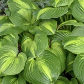 Hosta CATHEDRAL WINDOWS