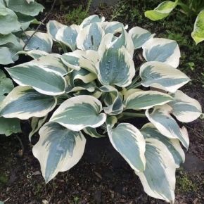 Hosta FIRN LINE